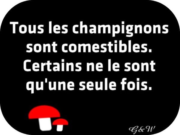 champignons comestibles