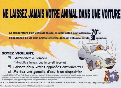 Ne laissez jamais votre animal dans une voiture